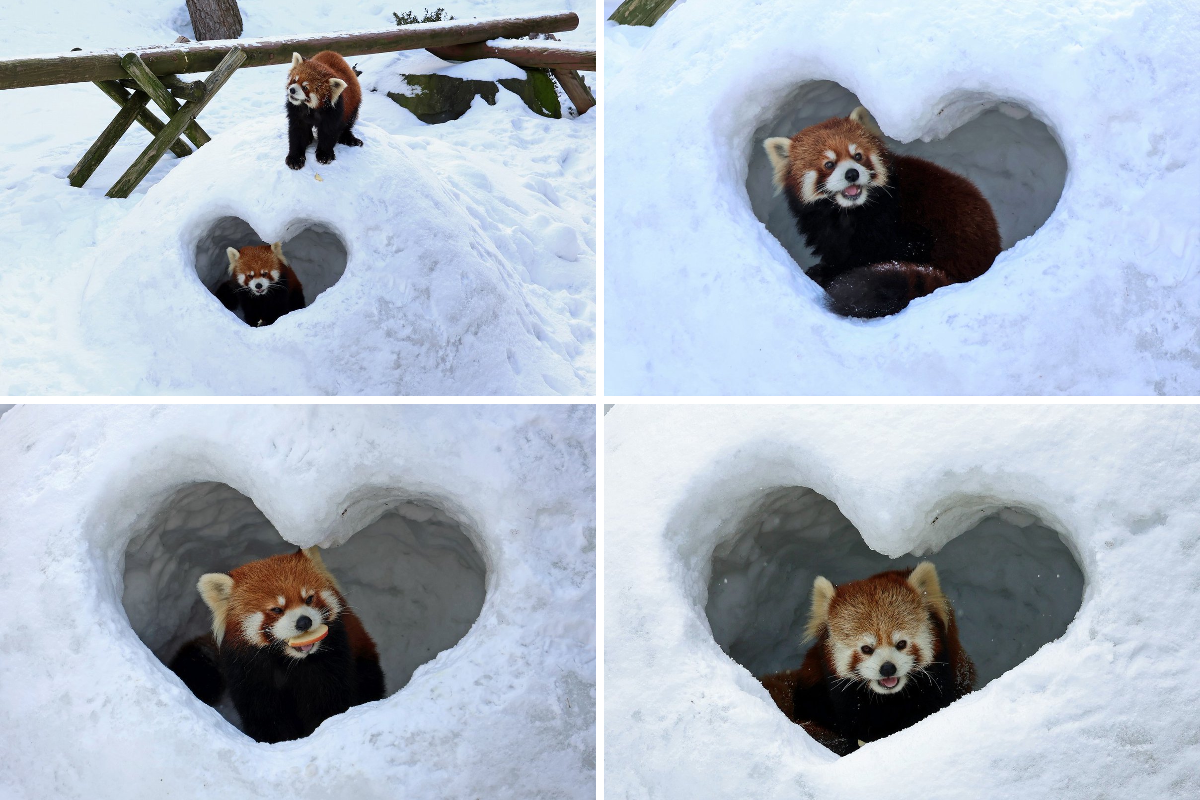 秋田市大森山動物園 on X: 