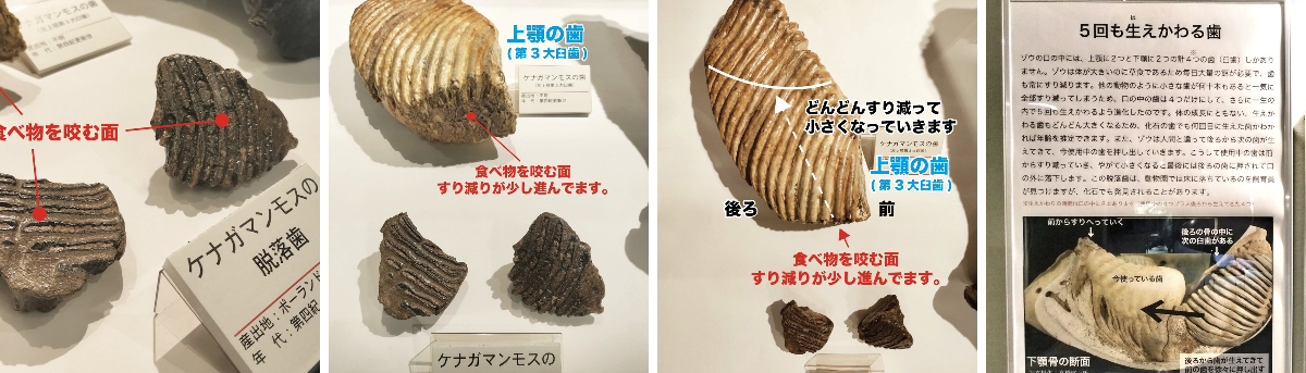 忠類ナウマン象記念館【公式】 on X: 