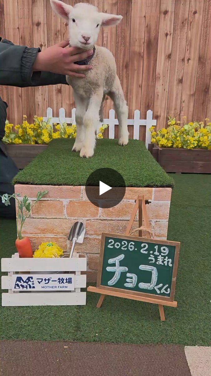 マザー牧場 on X: 