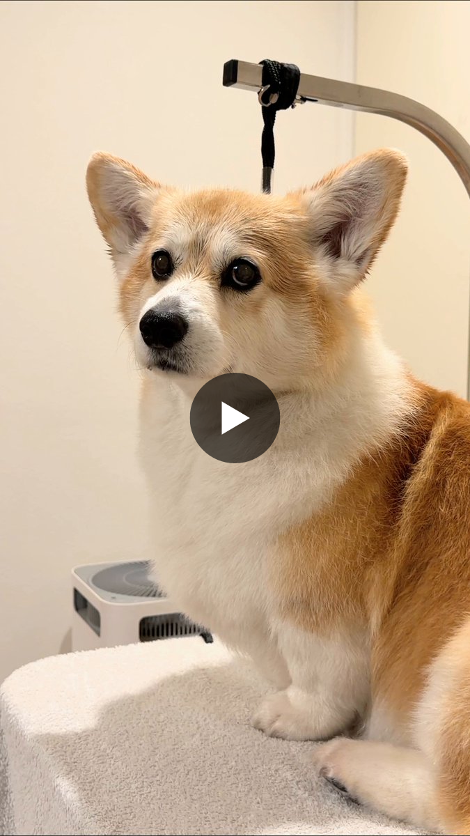 elmoelmodog på X: 