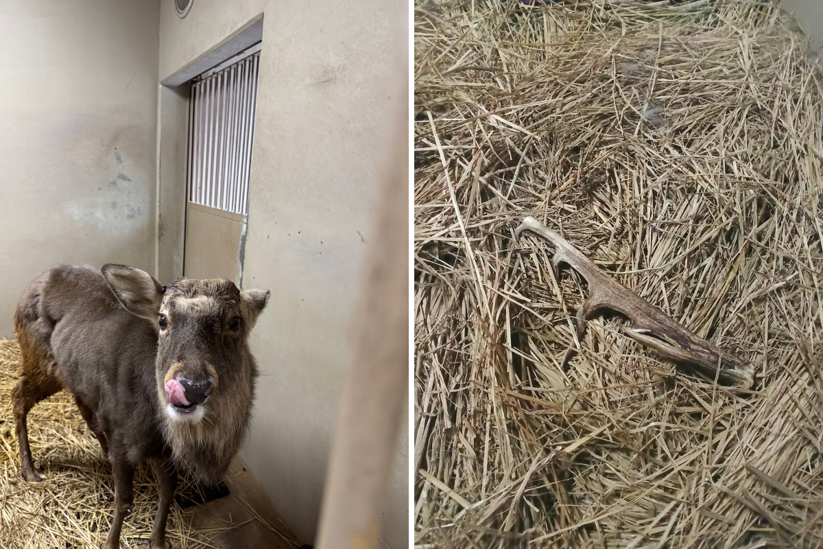 上野動物園［公式］ on X: 