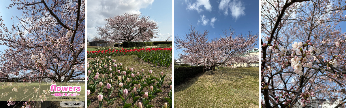 2026.2.25桜花大福珠　新潟産上質彩 2026.2.25桜花大福珠 新潟産上質彩 2026.2.25桜花大福珠 新潟産上質彩
