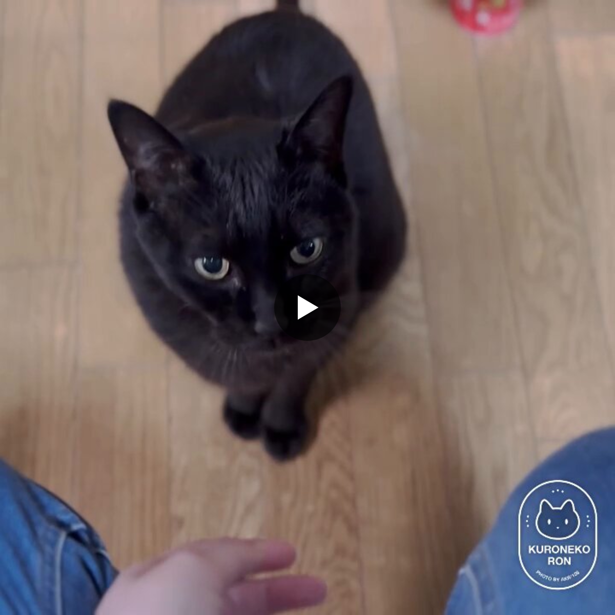 黒猫 2044018296115343480
