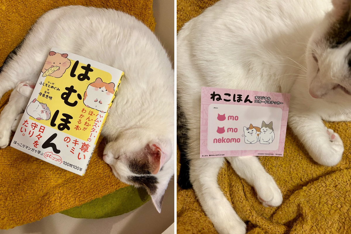 卵山玉子 on X: 