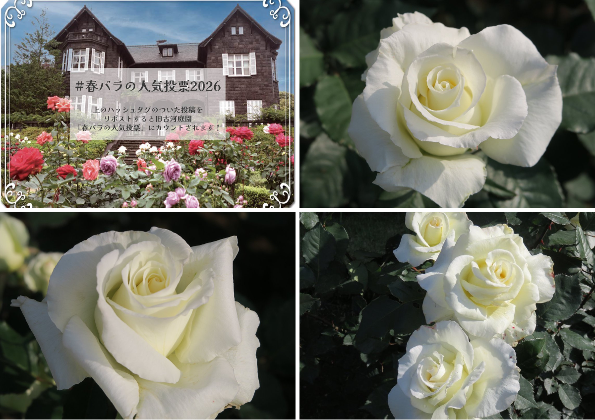 旧古河庭園 on X: 