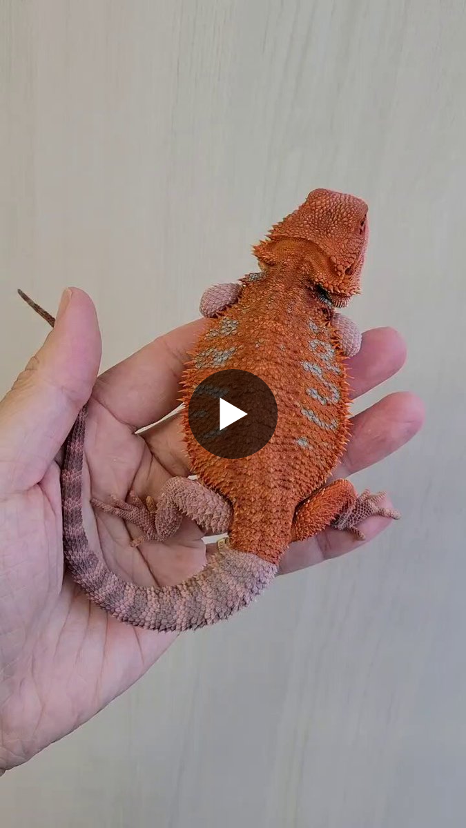 ゼロ🦎 on X: 
