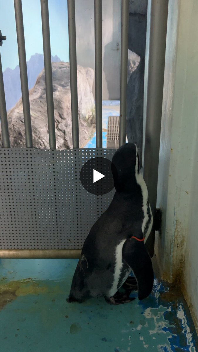 青森県営浅虫水族館【公式】 on X: 
