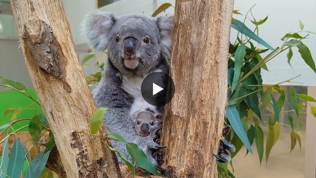 横浜市立金沢動物園【公式】 on X: 