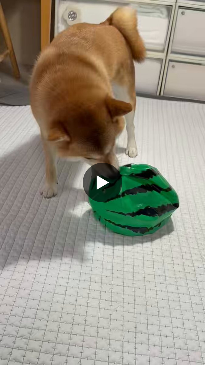 柴犬ちびこ🐾 on X: 