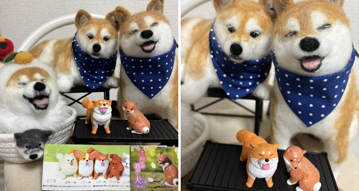 柴犬 ちいちゃん日記 on X: 