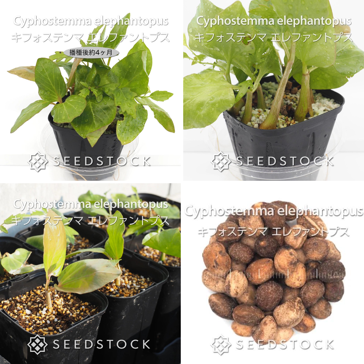 SEEDSTOCK on X: 
