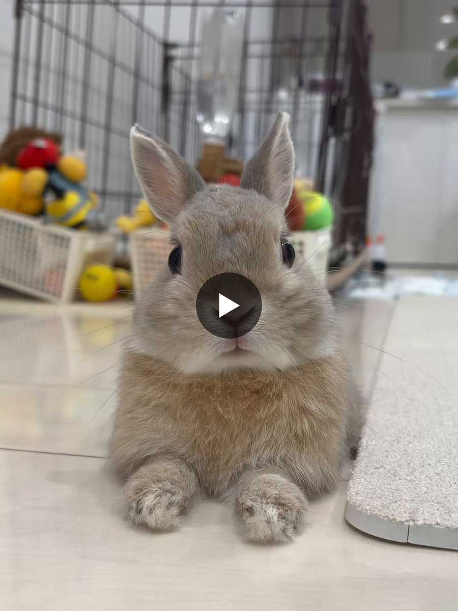 X-এ うさぎのもか: 