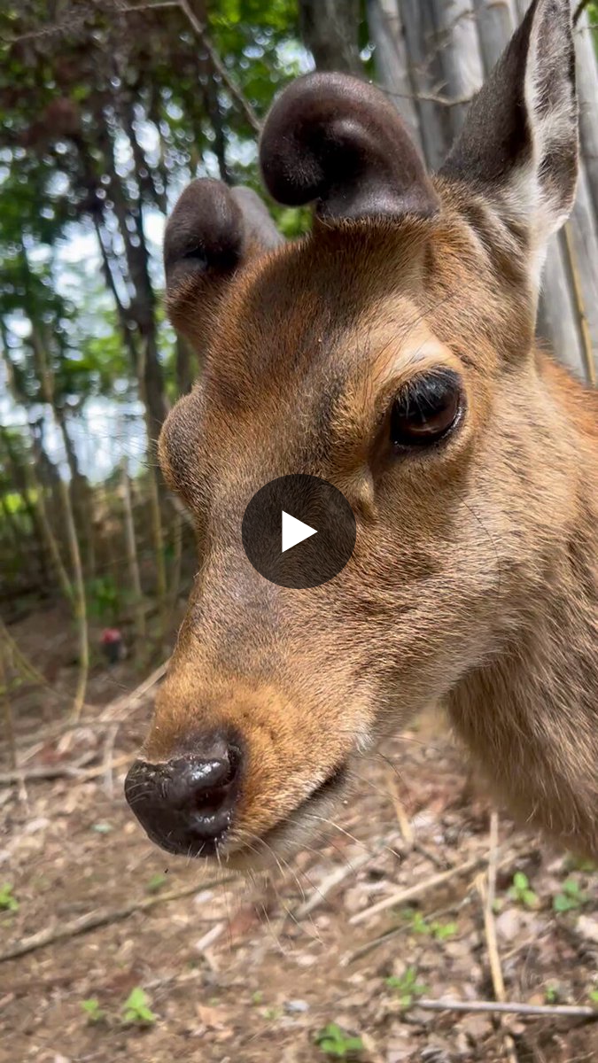 ニホンジカ ♂毛皮 23-17 盛岡市動物公園 ZOOMO on X: 