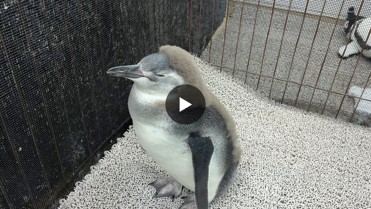 すみだ水族館【公式】 on X: 