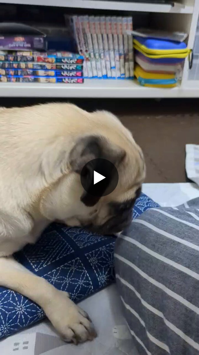 パグのこまめ on X: 