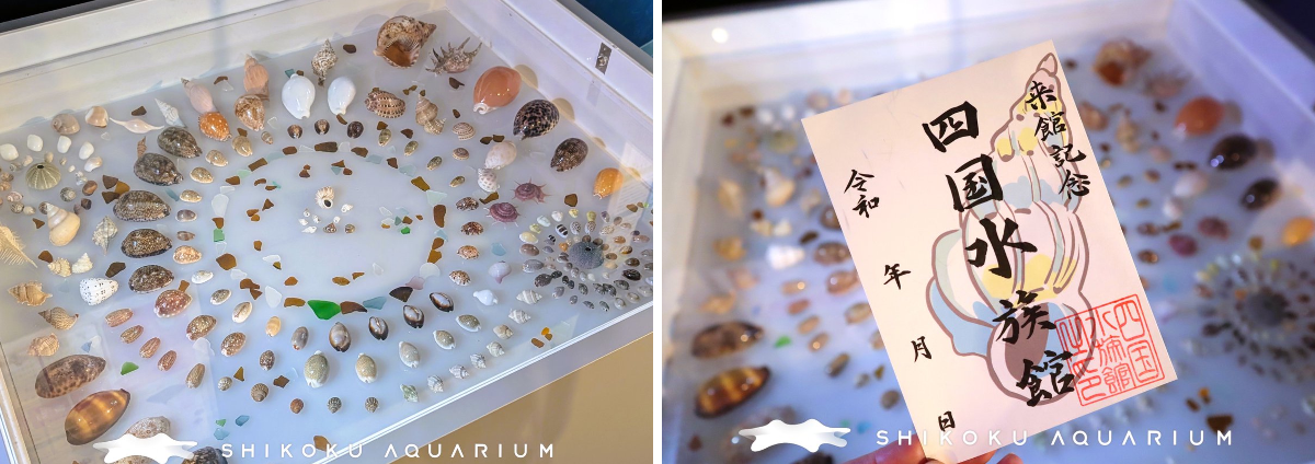 U*2様 【極美品】天然 貝殻 5点豪華セット（オウムガイ・ホネガイ・シノマキガ 四国水族館 【公式】 on X: 