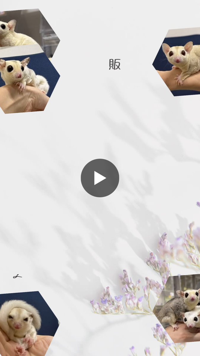 pureanimal_official on X: 