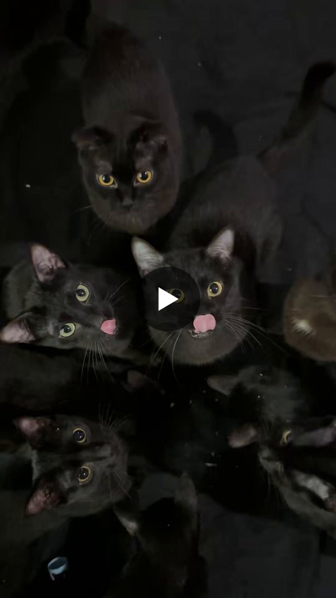 猫しか勝たん в X: „かわいい黒猫たち“ / X