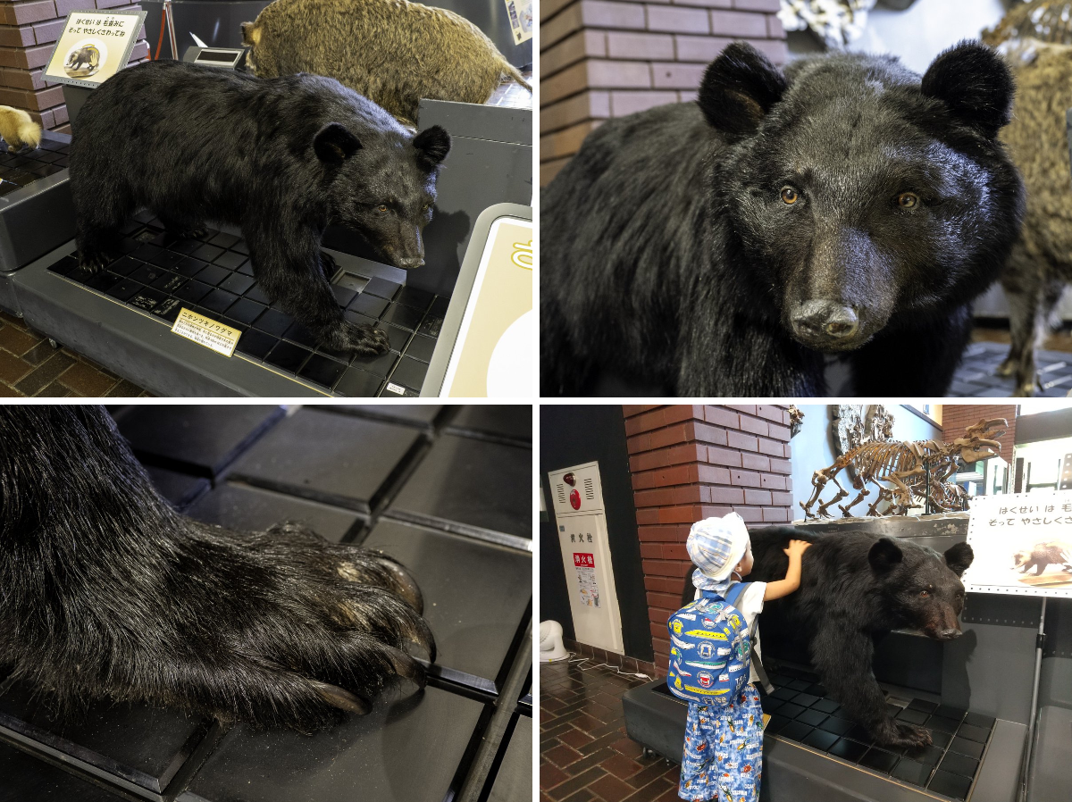 埼玉県立自然の博物館 ב-X: 【動物担当学芸員の #推しの逸品 ～展示室