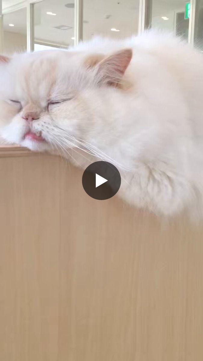 Cat Café MOFF グランベリーパーク店 على X: 