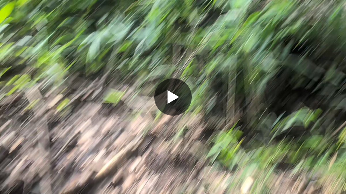 🐢⛰️ on X: 