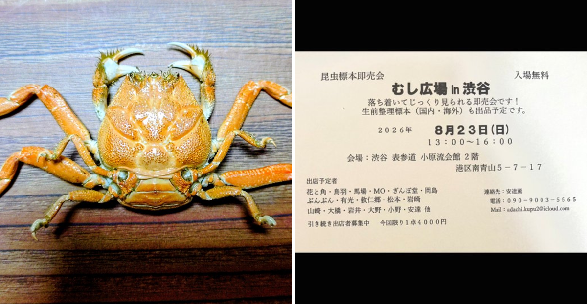 ザキ＠蟹のまにまに🦀 on X: 