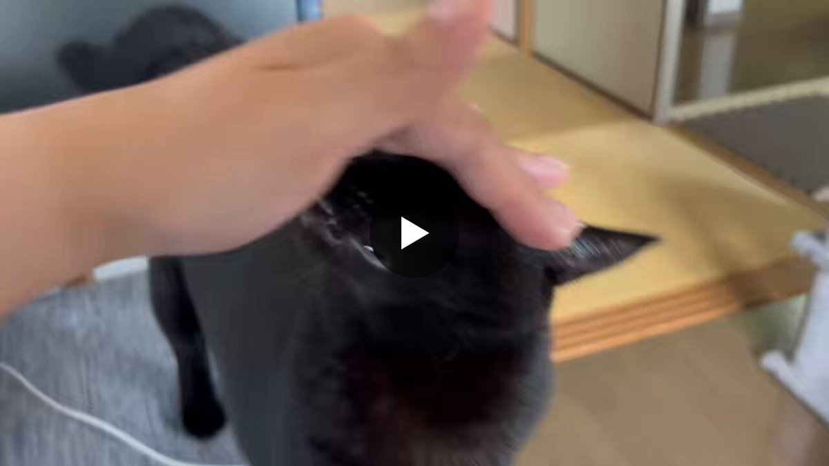 黒猫あさり в X: „可愛い“ / X