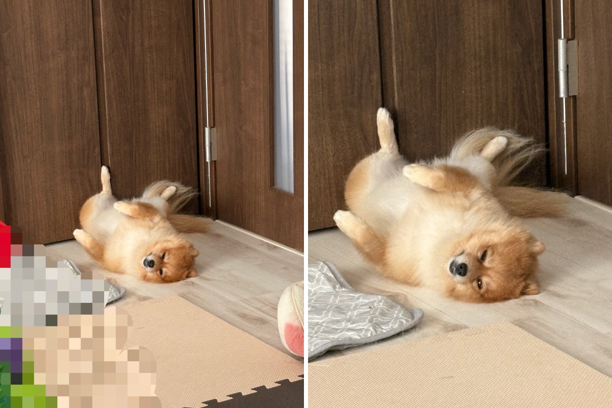 ぽんちゃん👾 on X: 