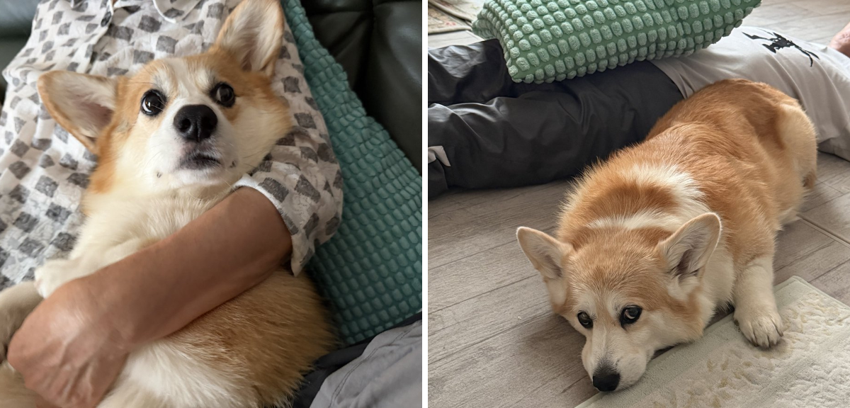 elmoelmodog on X: 
