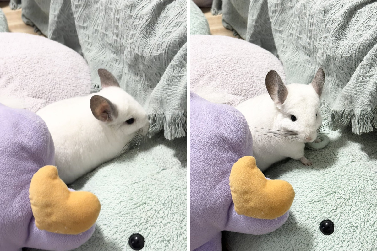 しずく • ·̫ • on X: 
