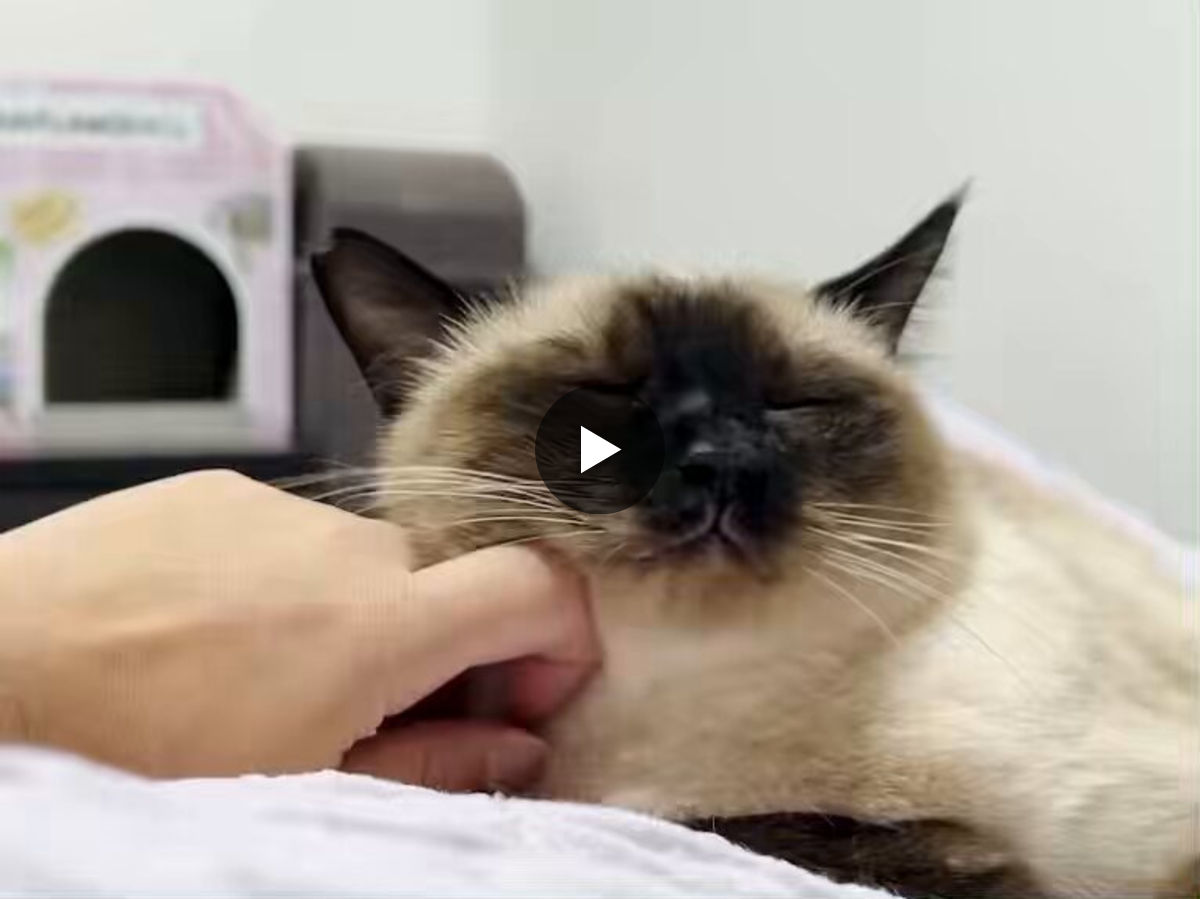 サビ猫サラミ&シャム猫ナッツ on X: 
