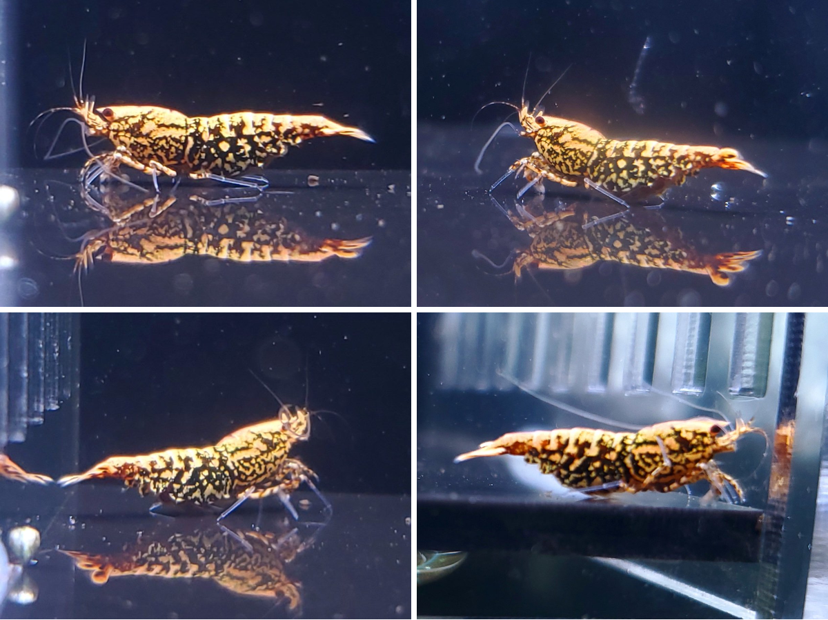 fan-shrimp on X: 