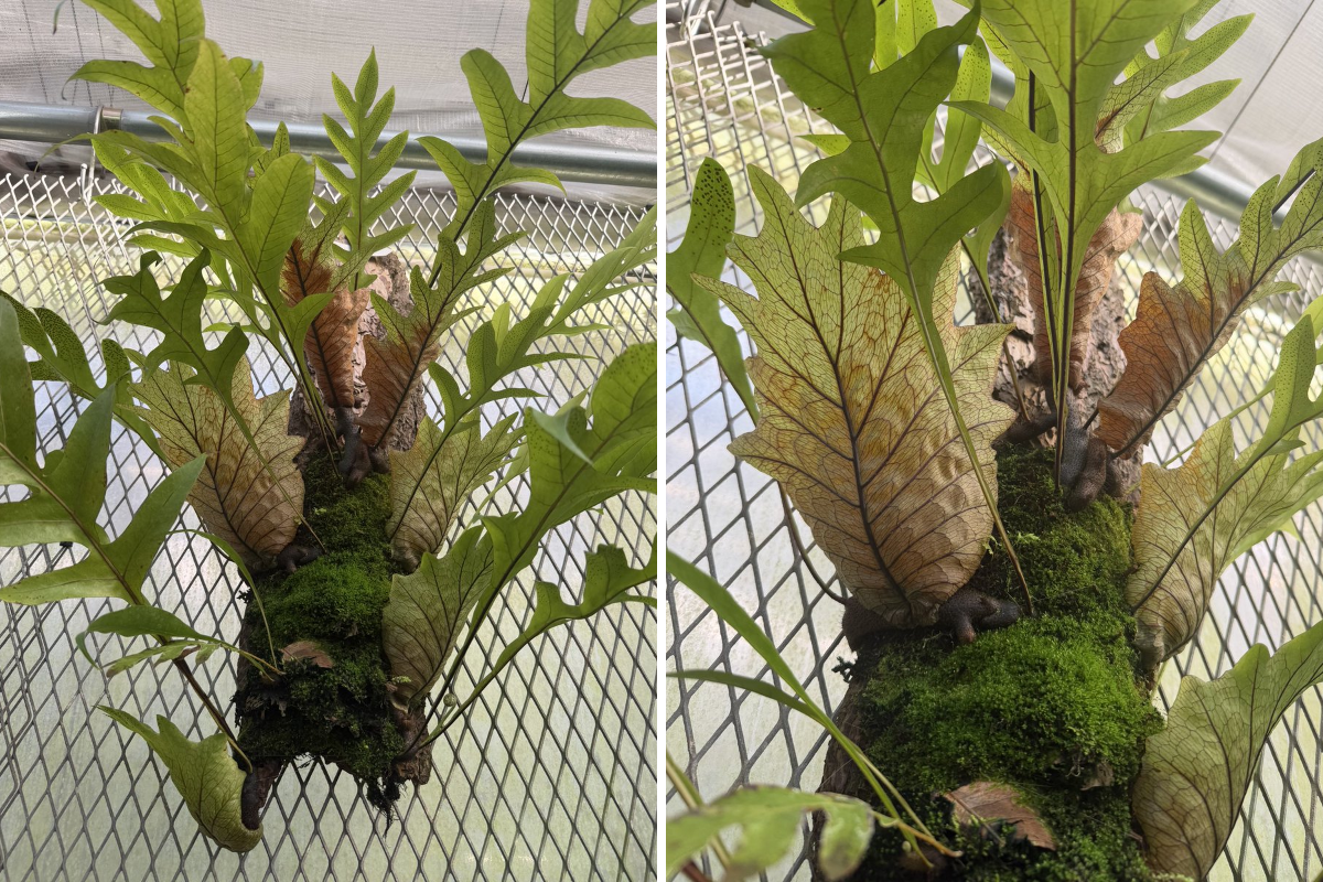 itome@伊藤蟻植物農園 on X: 