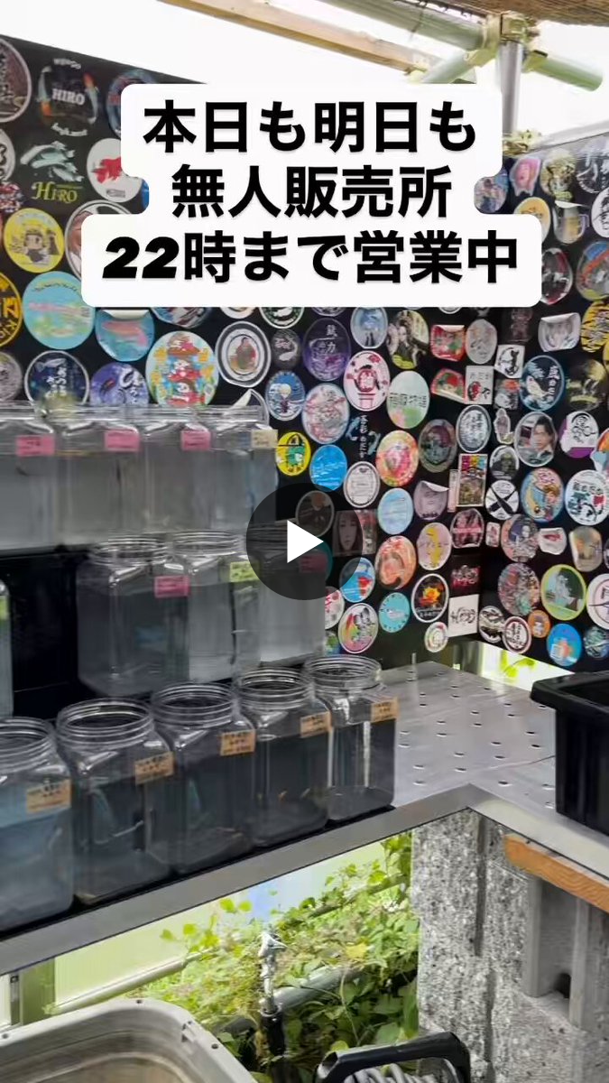 めだか番長 on X: 
