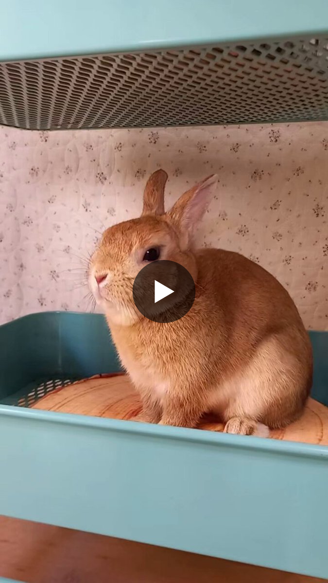 うさぎカフェ on X / X