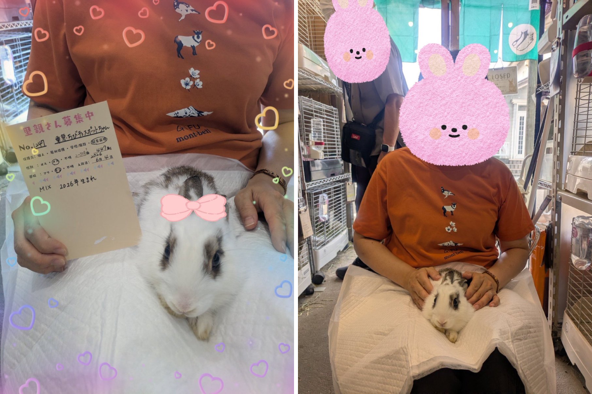 うさぎ様 うさぎとひとの幸せを支える会🐰🐰@ペットショップではなく保護うさぎ