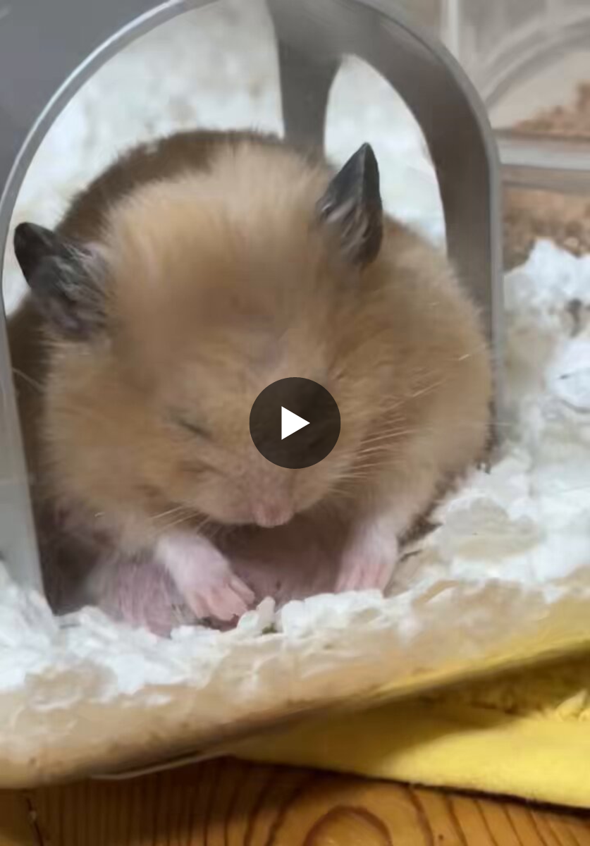 おむすび）サスケ على X: 