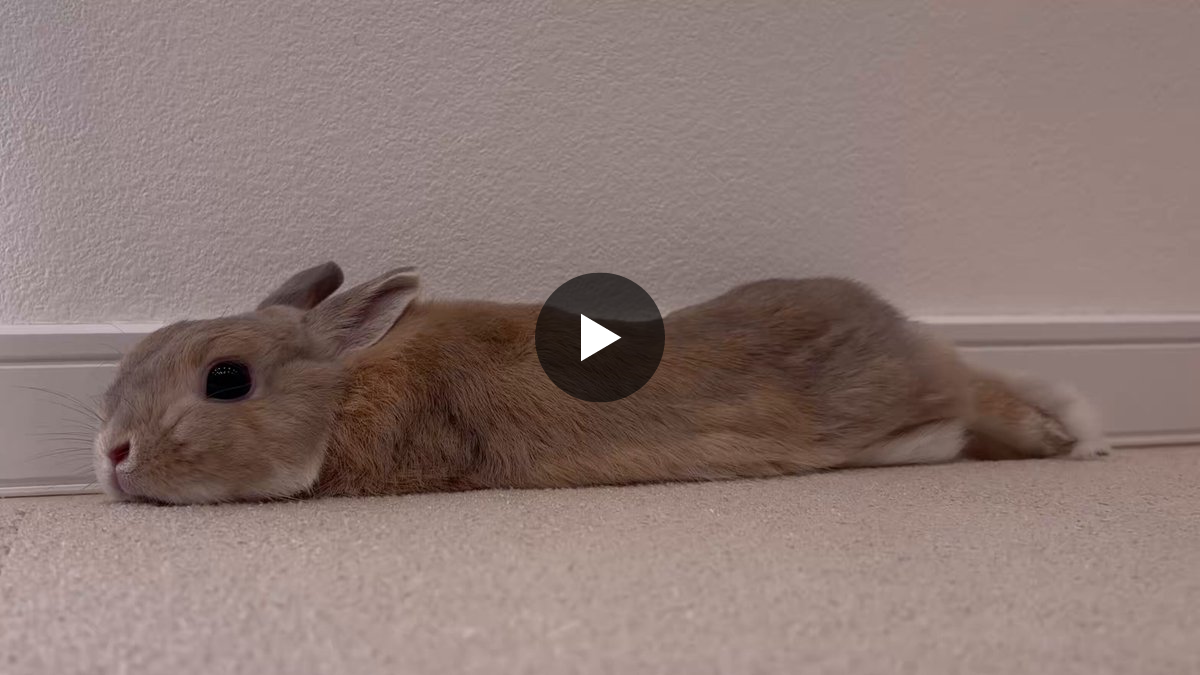 うさぎのもか on X: 