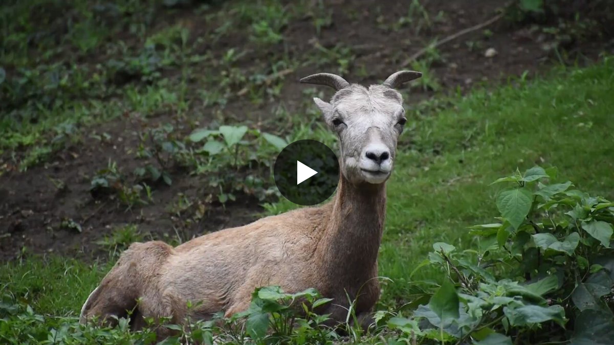 横浜市立金沢動物園【公式】 on X: 