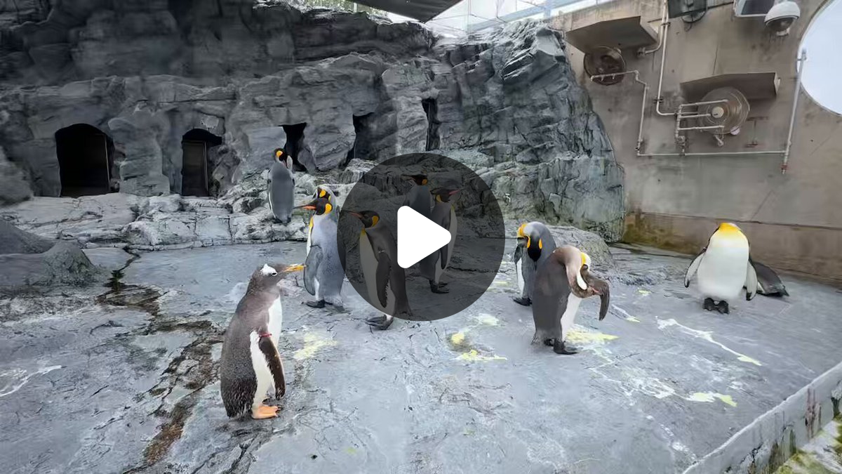 旭川市旭山動物園［公式］ on X: 
