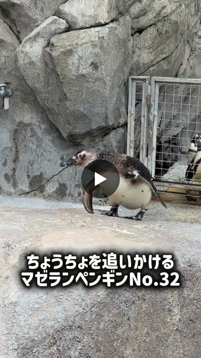 ペンギン 長崎ペンギン水族館【公式】 على X: 