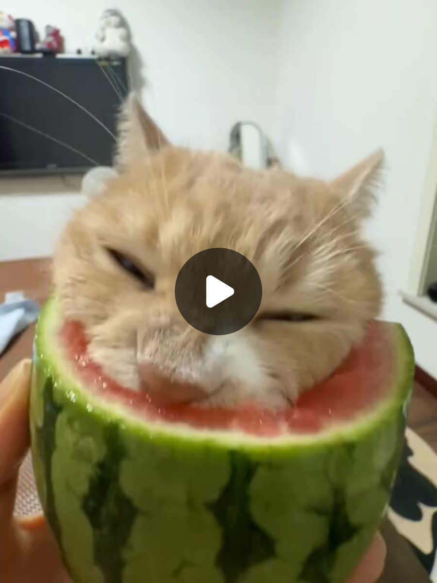 激かわ動物 on X: 