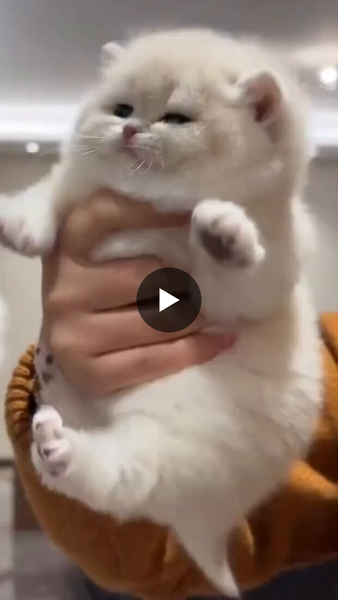The CAT'S 🐈😺 on X / X