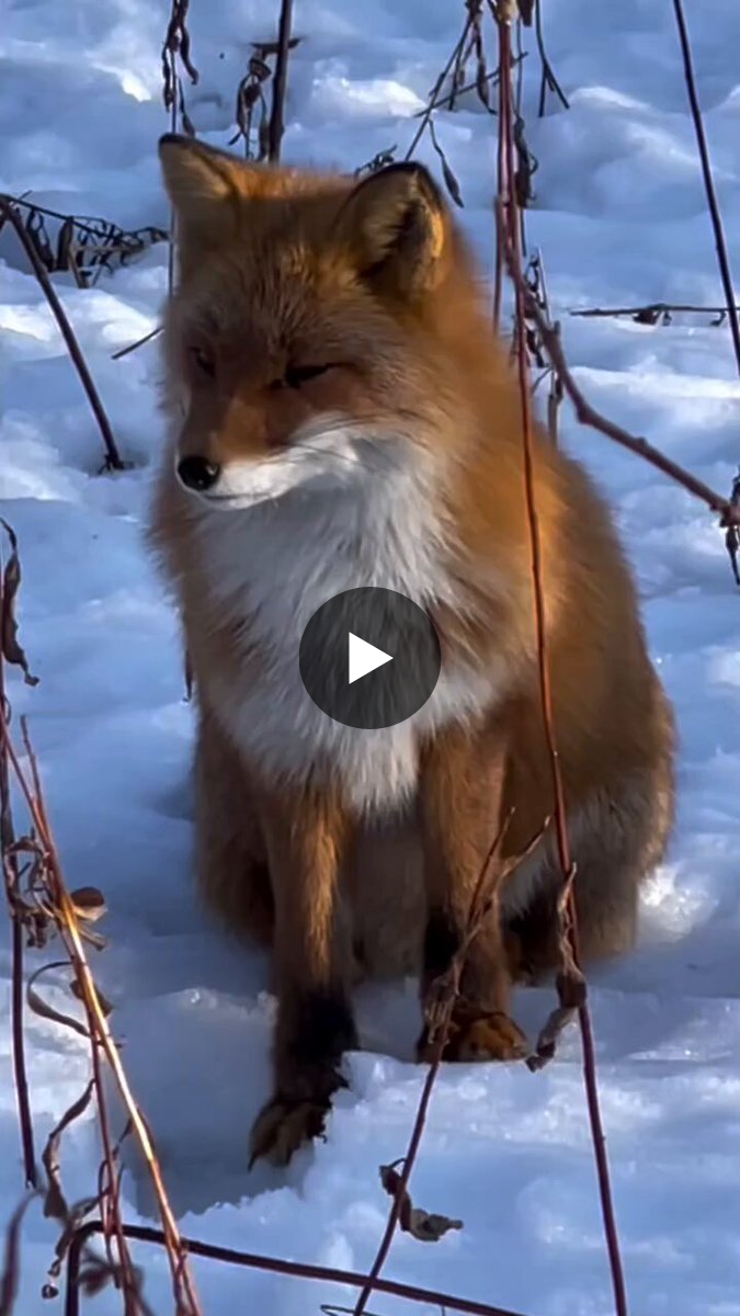 キツネの人生 🦊✨ on X / X