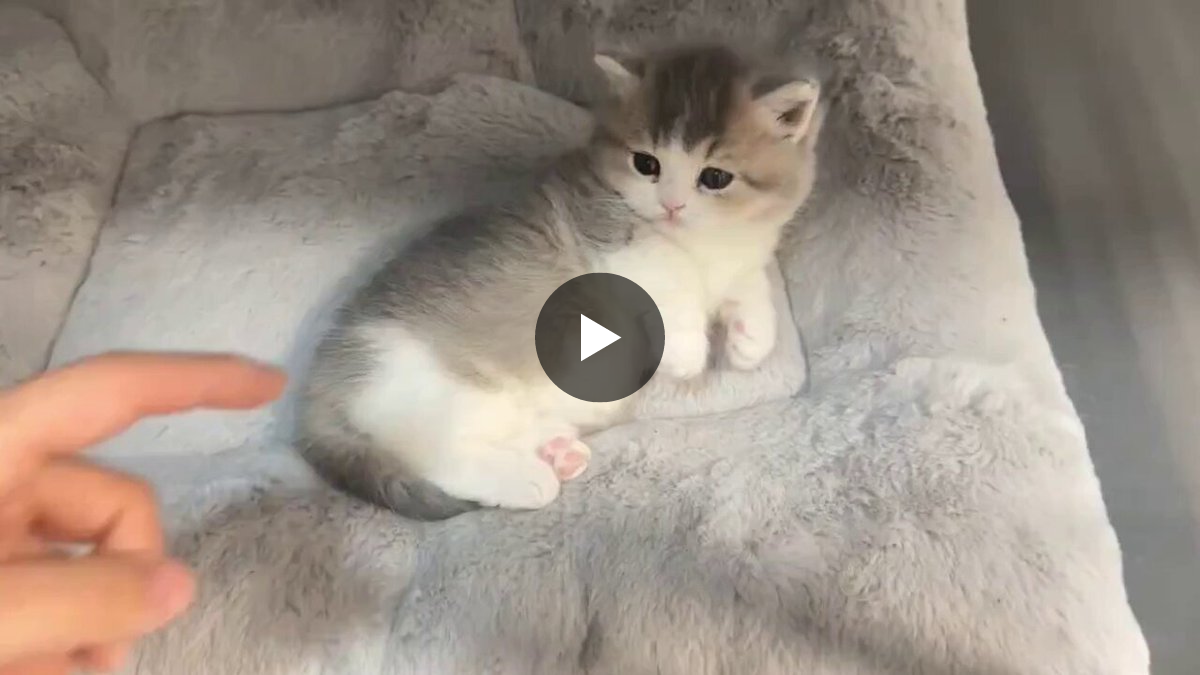 cat on X / X