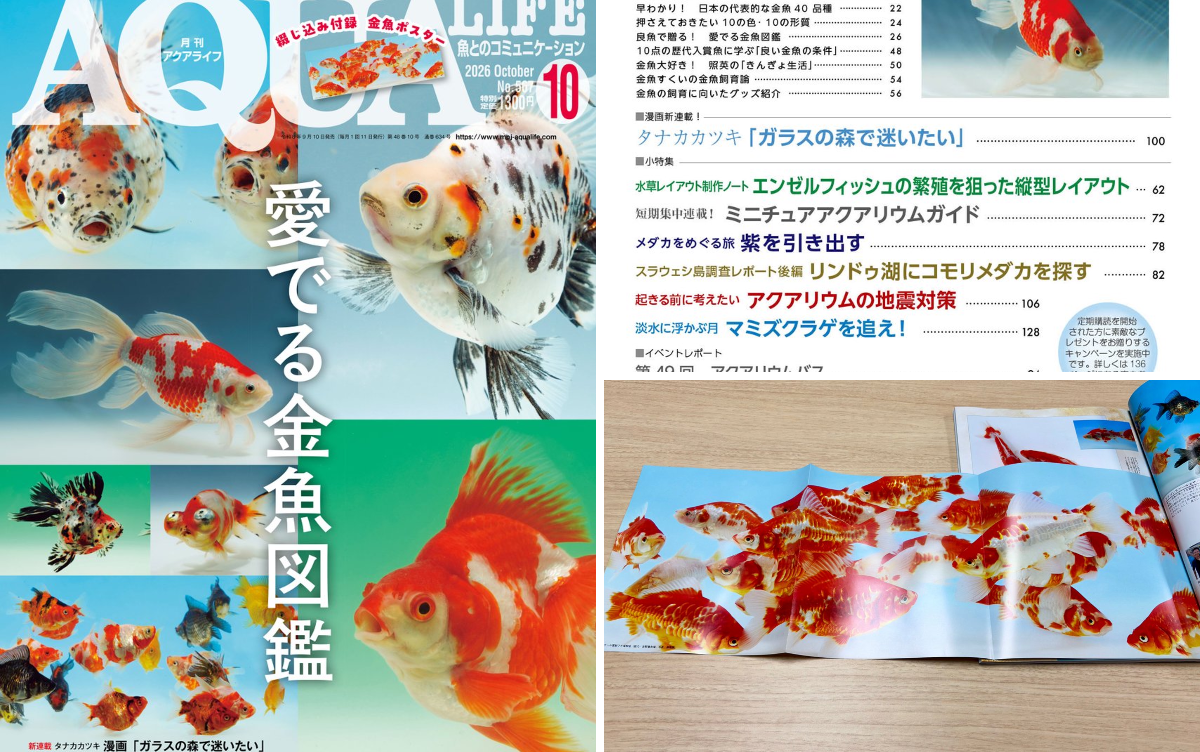 月刊アクアライフ編集部 on X: 