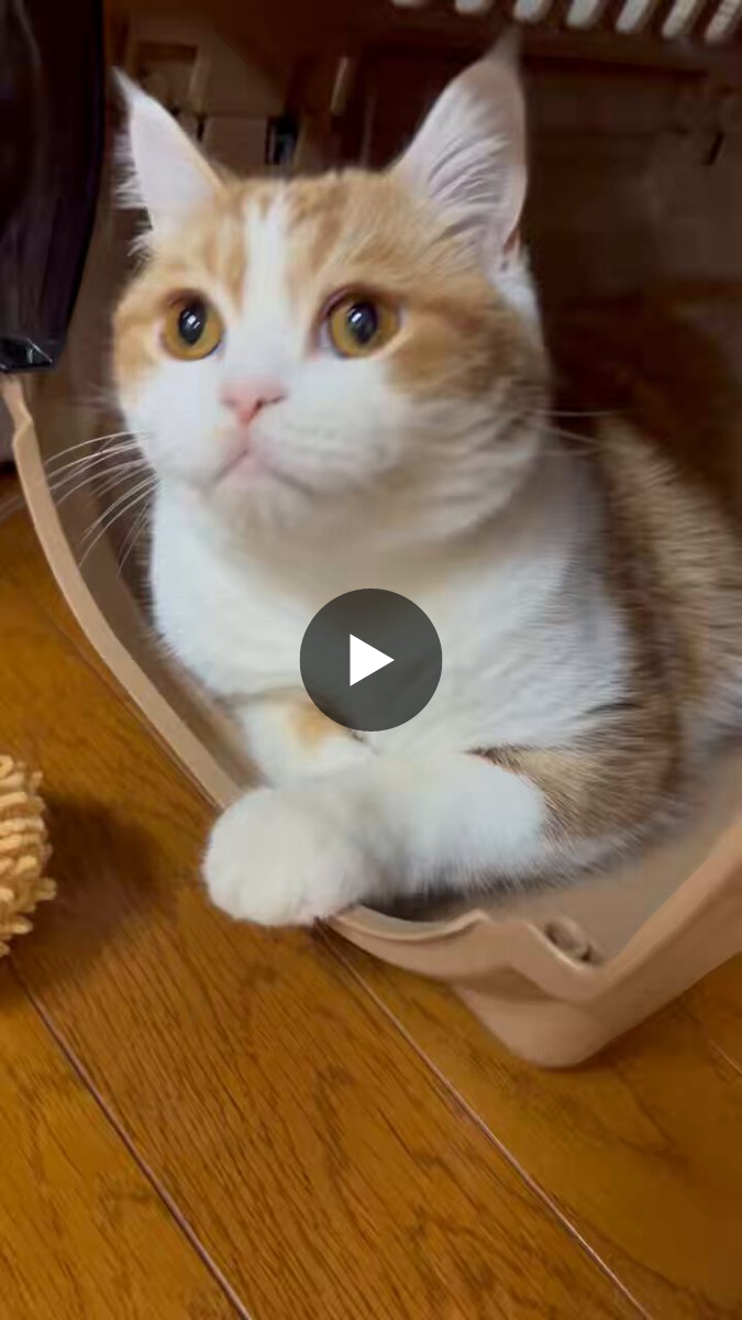 ニャンママです MAMA على X: 