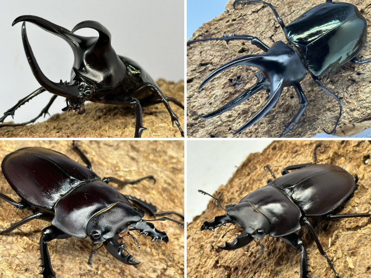 専用　タイワンオオマルバネクワガタ　大型 むしやどんぐり в X: „100mm超えの大型モーレンカンプオオカブト入荷