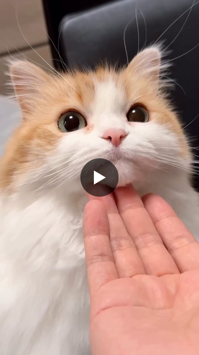Cat 🐈 on X / X