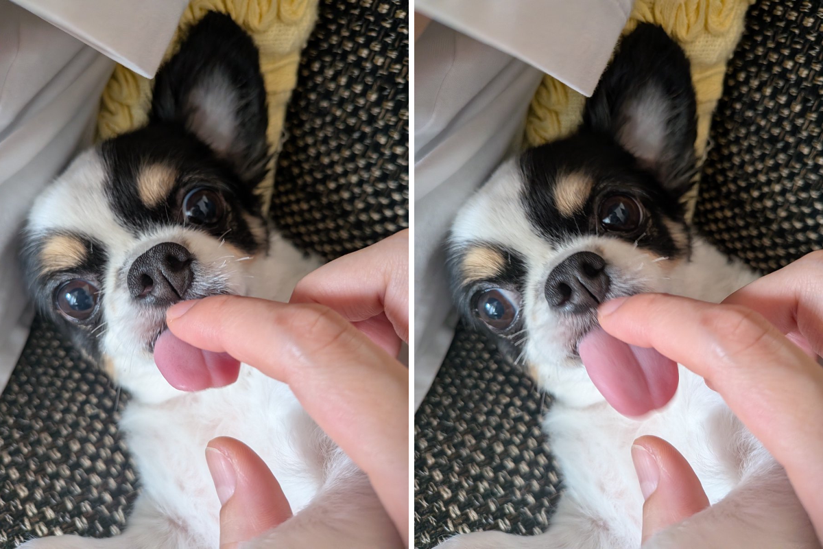 犬用 on X / X